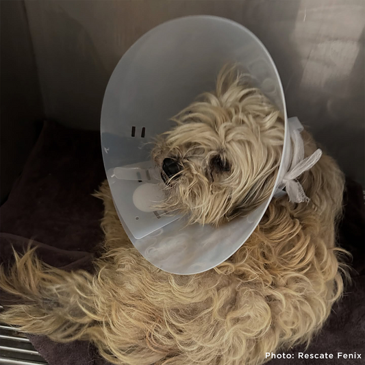 Help Angel Recover from Multiple Broken Bones