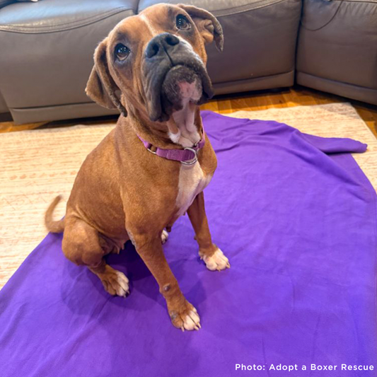 Send Vital Supplies to Shelters Saving Dogs’ Lives