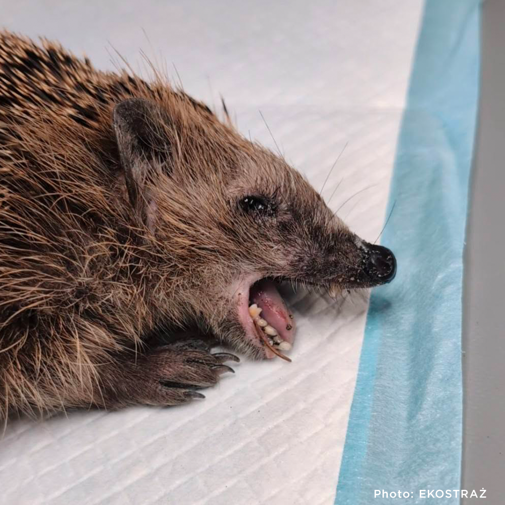 Sick, Vulnerable, and Fighting to Heal - Two Hedgehogs Need a Lifeline