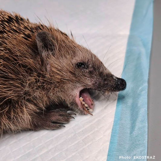 Sick, Vulnerable, and Fighting to Heal - Two Hedgehogs Need a Lifeline