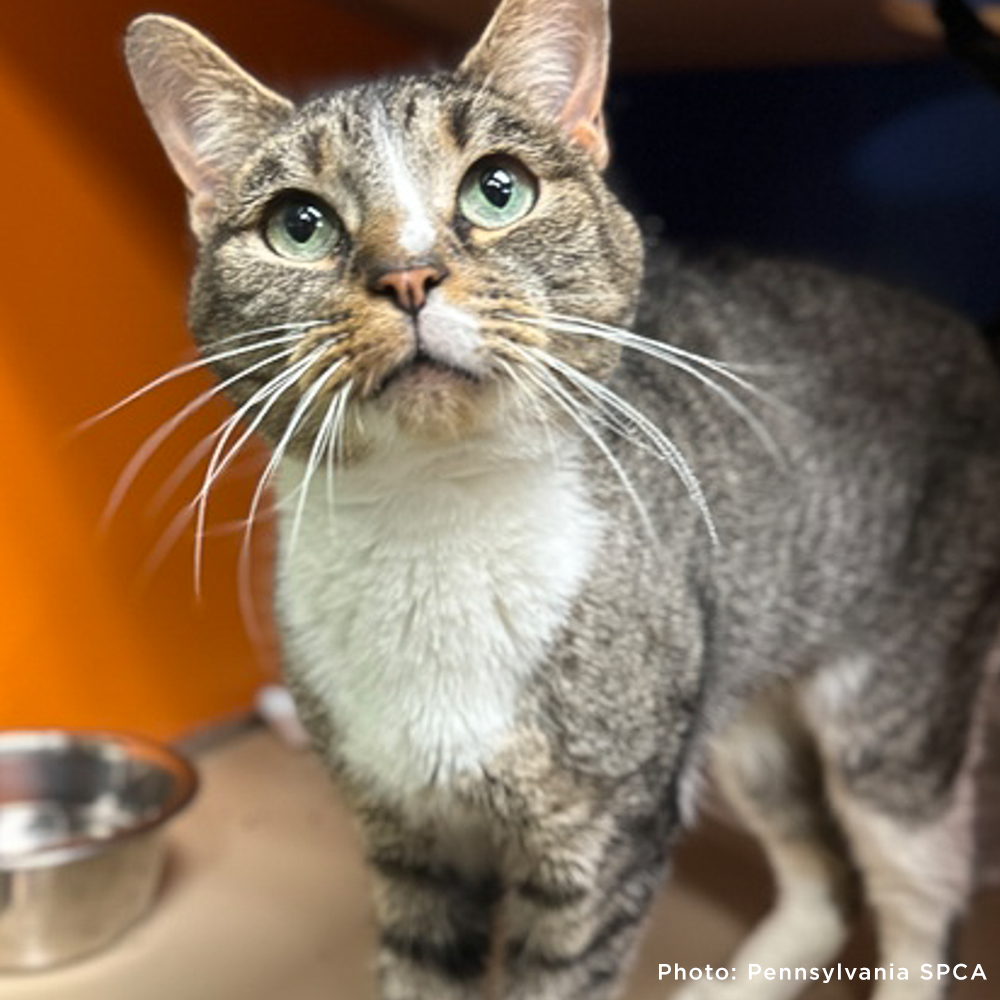 Send Support Packages to Senior Cats