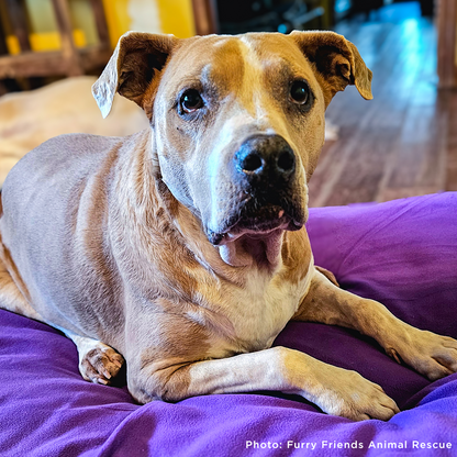 Dog lying on a purple blanket with a blurred indoor background, the dog has floppy ears and is a tan color