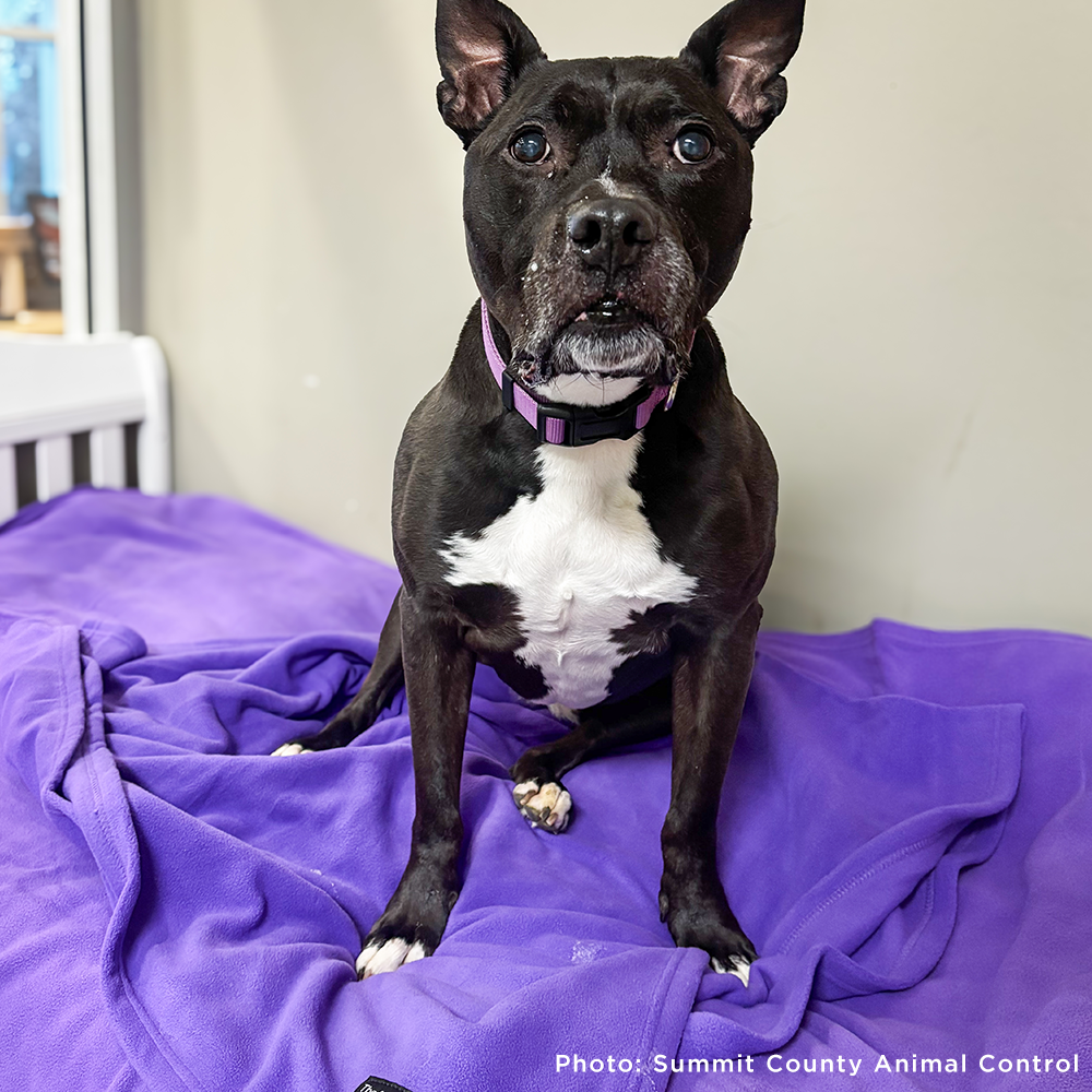 Dog sitting on a purple blanket with a collar, in an indoor setting.