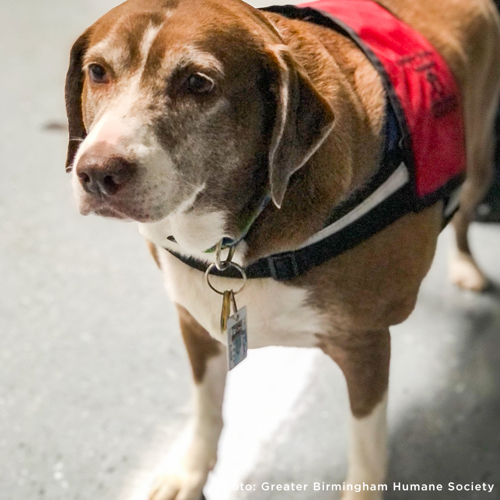 Dog wearing a red vest with a blurred background