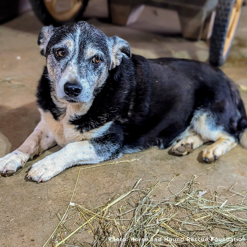 Senior Dog with sad eye laying on dirt grounds with some hay