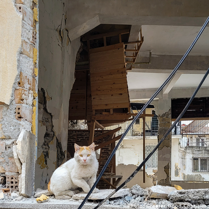 Deadly Colombia Earthquake: Send Aid to People & Pet Survivors