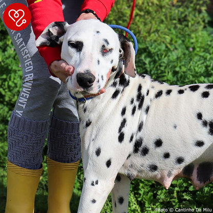 Funded: Blind Dalmatian Surrendered with Bullet Fragments in Her Head Needs Your Support to Heal