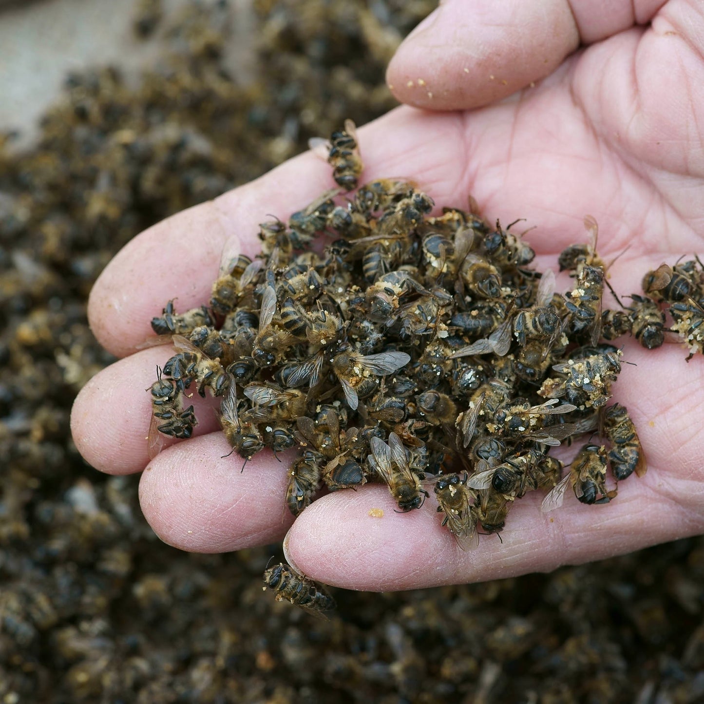 Project Peril: Help Feed Starving Bees