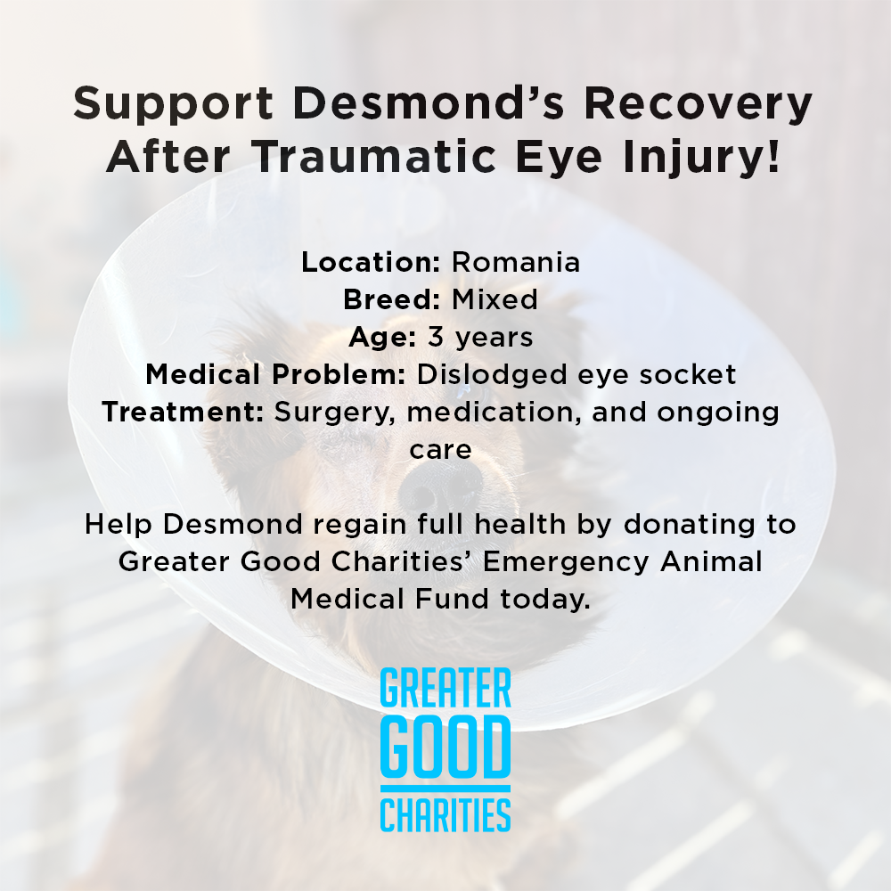 Funded: Support Desmond's Recovery After Traumatic Eye Injury