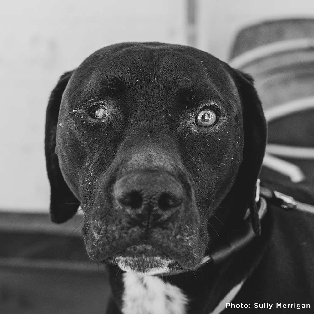 Funded: Help Dog with Missing Eye Trust Again After Being Rescued from Neglect