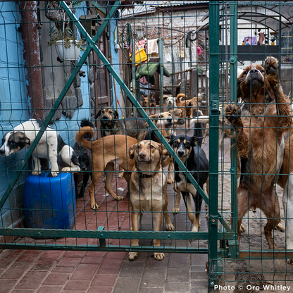 Keep Ukrainian Shelter Pets Warm & Safe