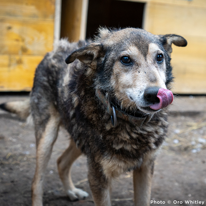 Keep Ukrainian Shelter Pets Warm & Safe