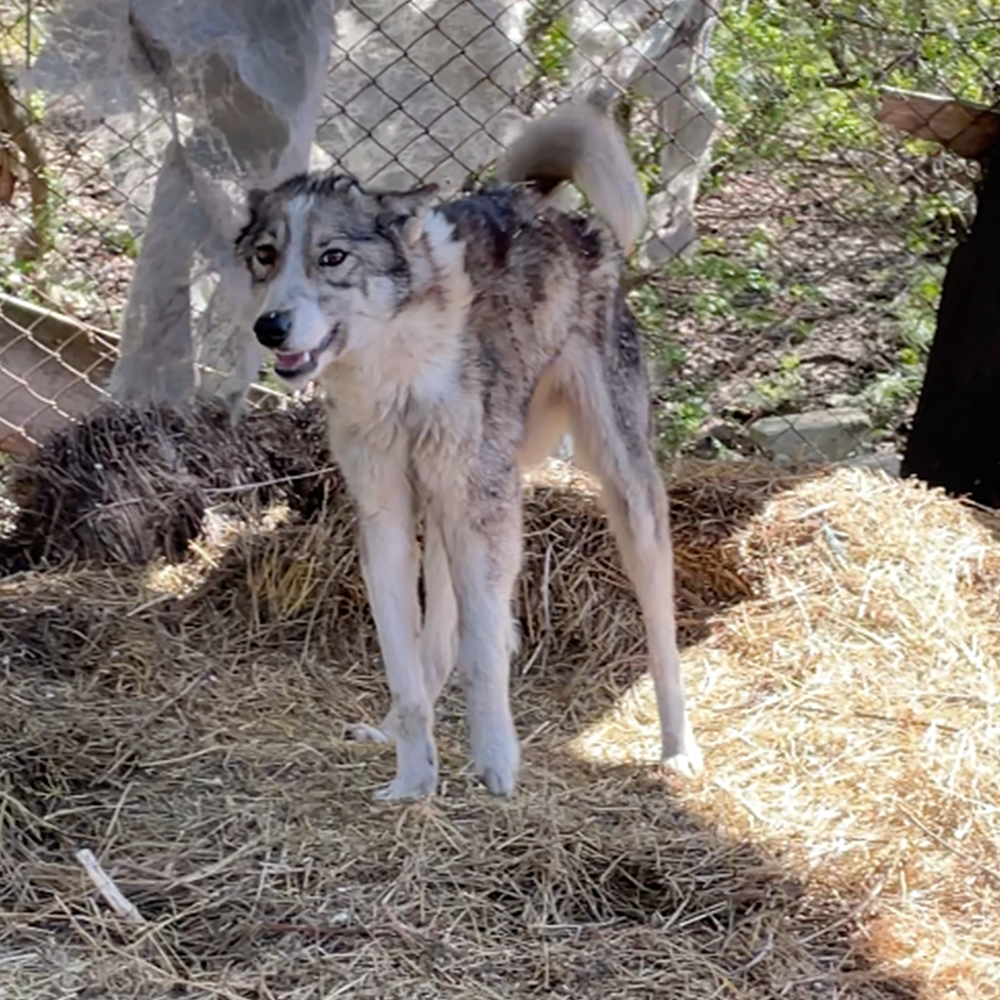 Protect Hundreds of Dogs from the Horrors of War