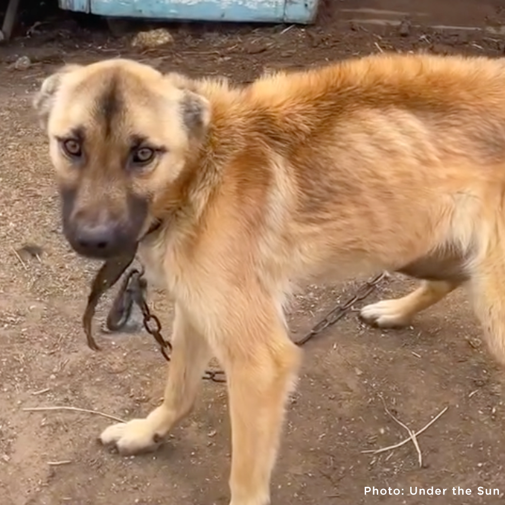 Starving Ukraine Dogs Freed from Heavy Chains Need Emergency Care