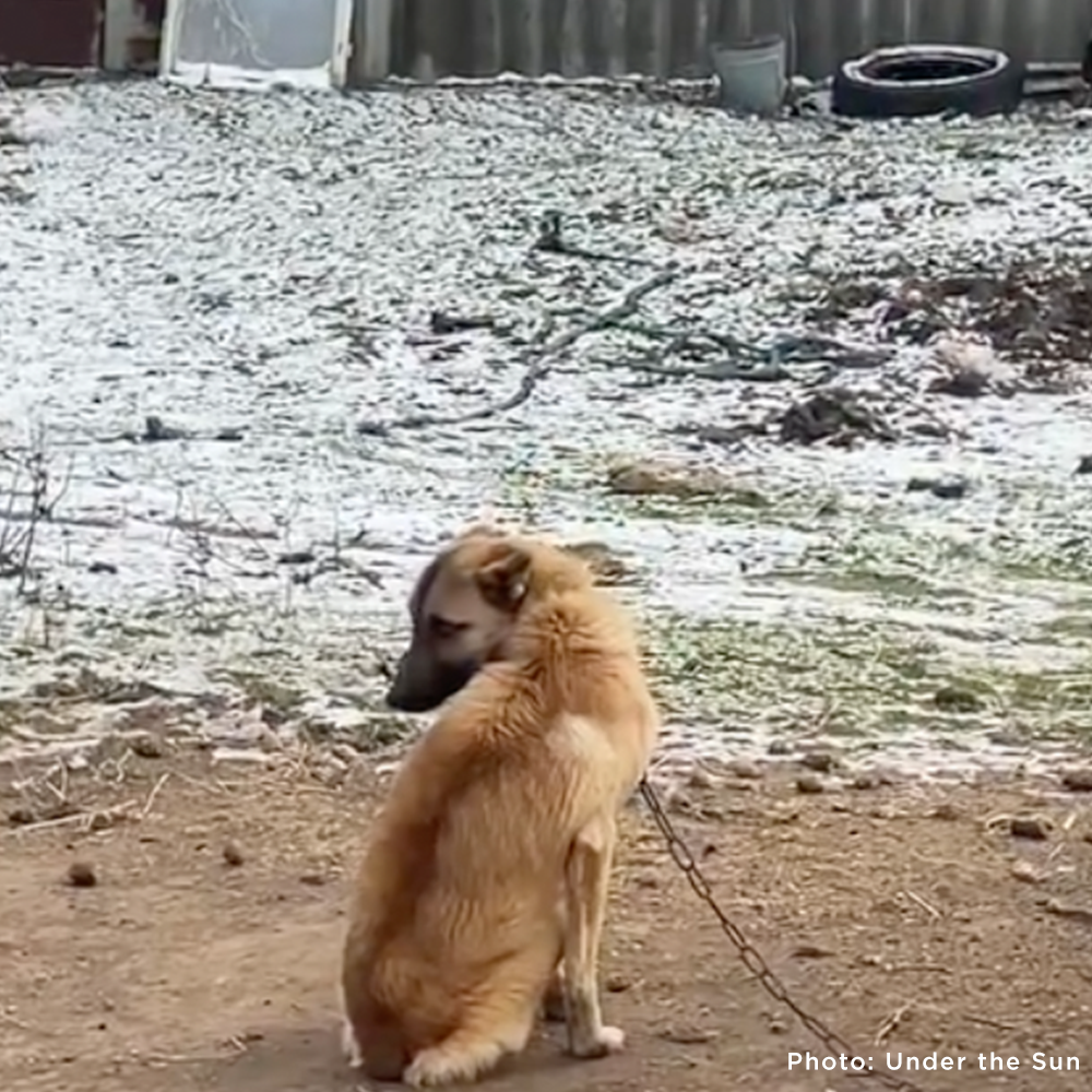 Starving Ukraine Dogs Freed from Heavy Chains Need Emergency Care