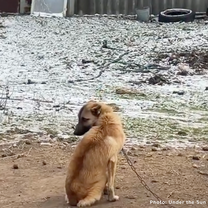 Starving Ukraine Dogs Freed from Heavy Chains Need Emergency Care