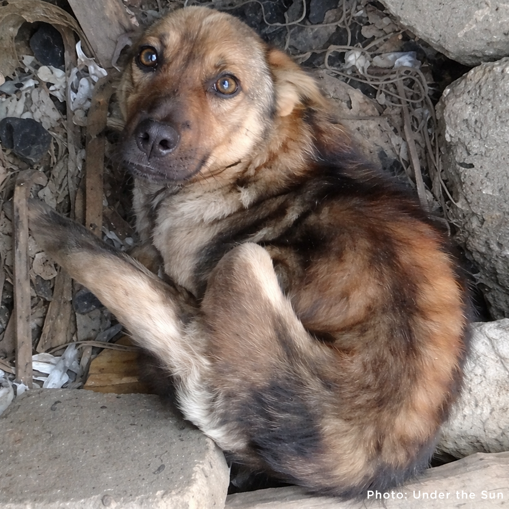 Starving Ukraine Dogs Freed from Heavy Chains Need Emergency Care