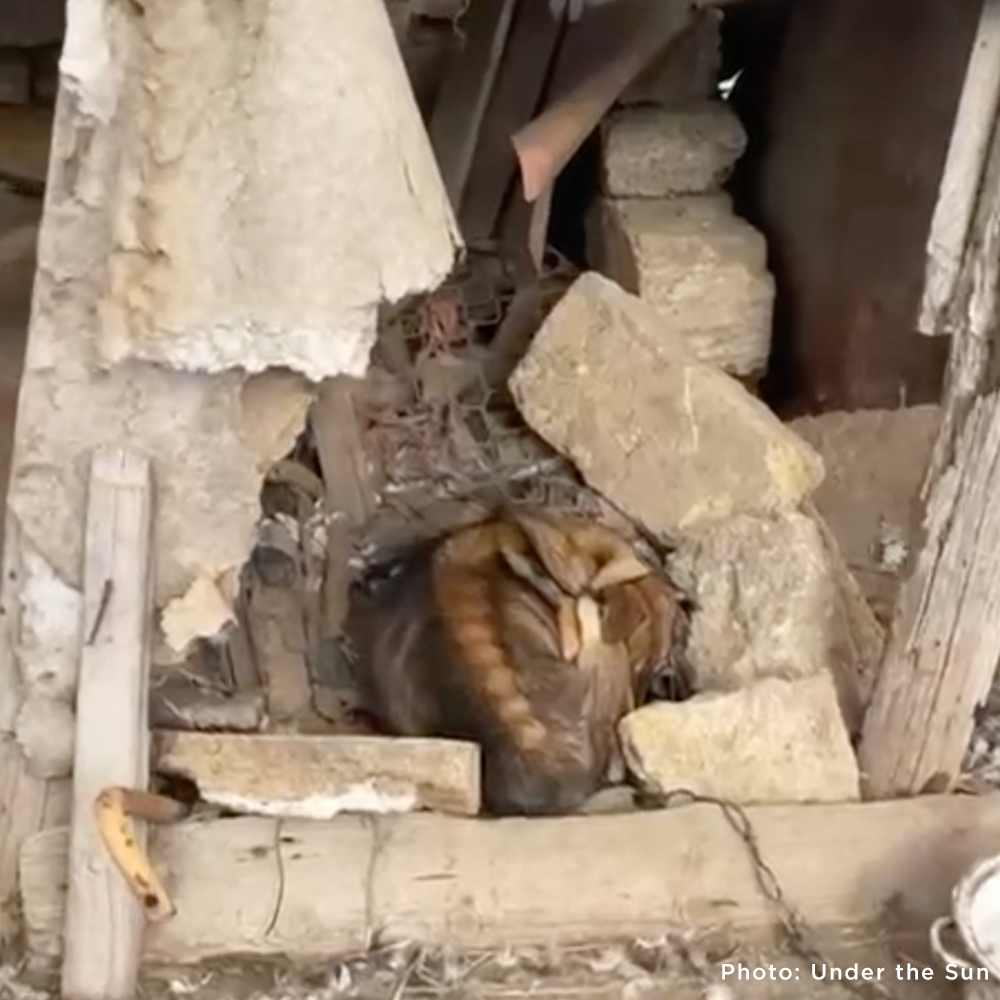 Starving Ukraine Dogs Freed from Heavy Chains Need Emergency Care