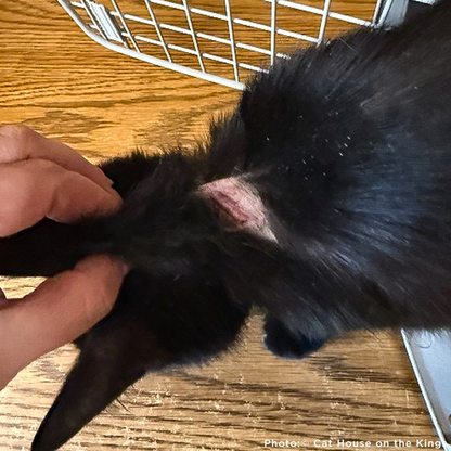 Funded: Help Cat Suffering with Painful Injuries After Being Struck by Car