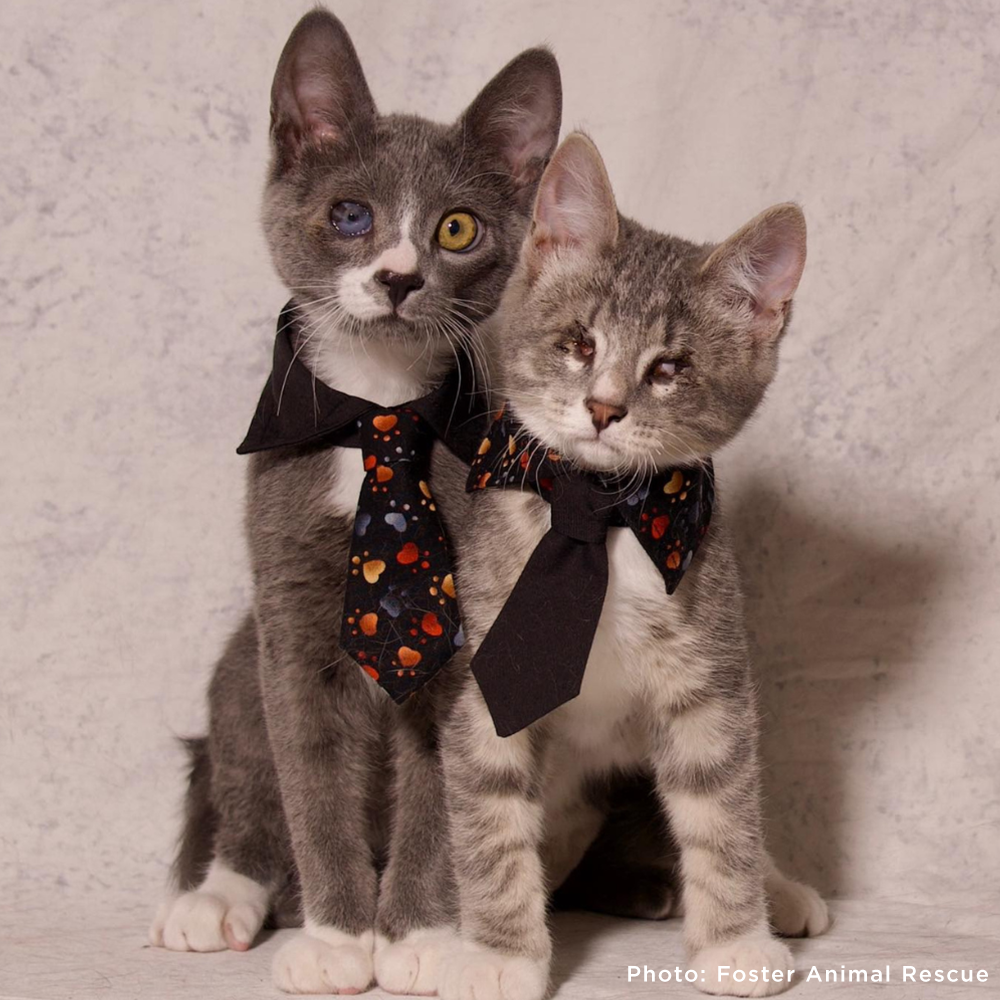 Blind kittens wearing bow ties
