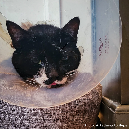 Senior Cat Roma Attacked by Four Dogs Needs Surgery to Recover