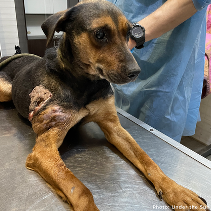 Funded: Skinny Ukraine Dog With Life-Threatening Tumors Needs Your Support