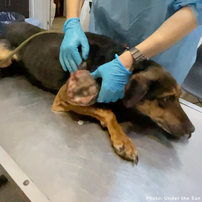 Funded: Skinny Ukraine Dog With Life-Threatening Tumors Needs Your Support