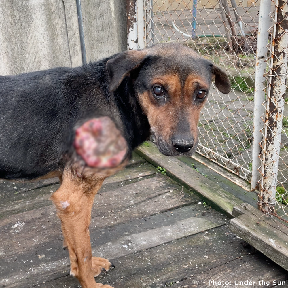 Funded: Skinny Ukraine Dog With Life-Threatening Tumors Needs Your Support