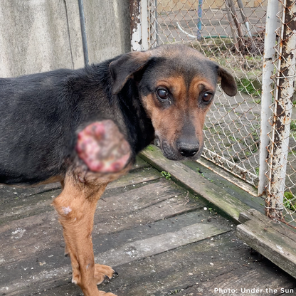 Funded: Skinny Ukraine Dog With Life-Threatening Tumors Needs Your Support