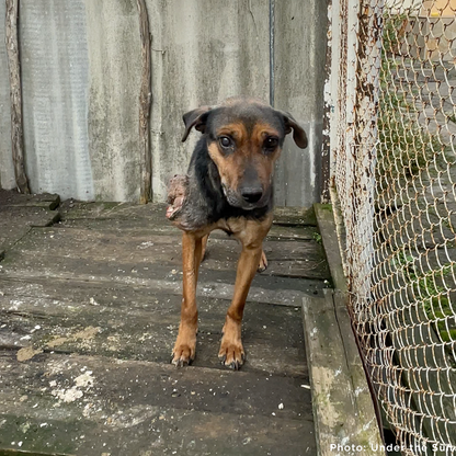 Funded: Skinny Ukraine Dog With Life-Threatening Tumors Needs Your Support