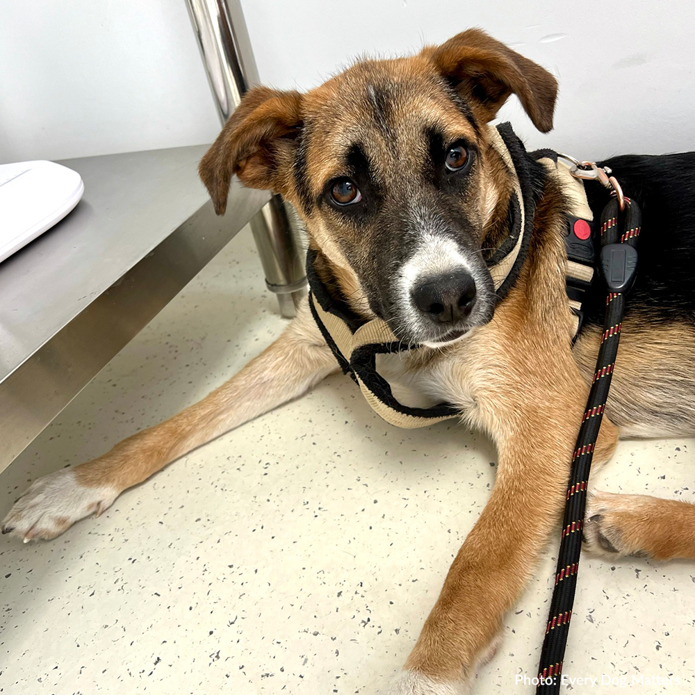 Harley Needs Knee Surgery to Walk Without Pain