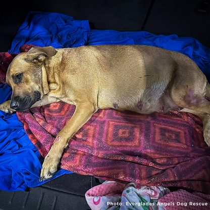 Pregnant Hope Was Struck by Car, Help Her Heal