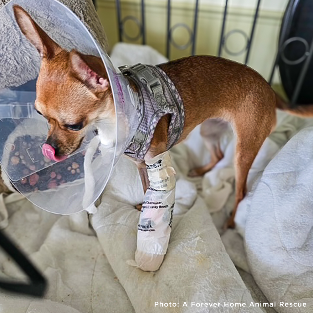 Melly’s Leg Is Shattered - She Needs Urgent Surgery to Walk Again