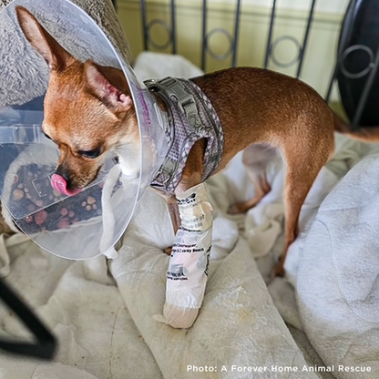 Melly’s Leg Is Shattered - She Needs Urgent Surgery to Walk Again