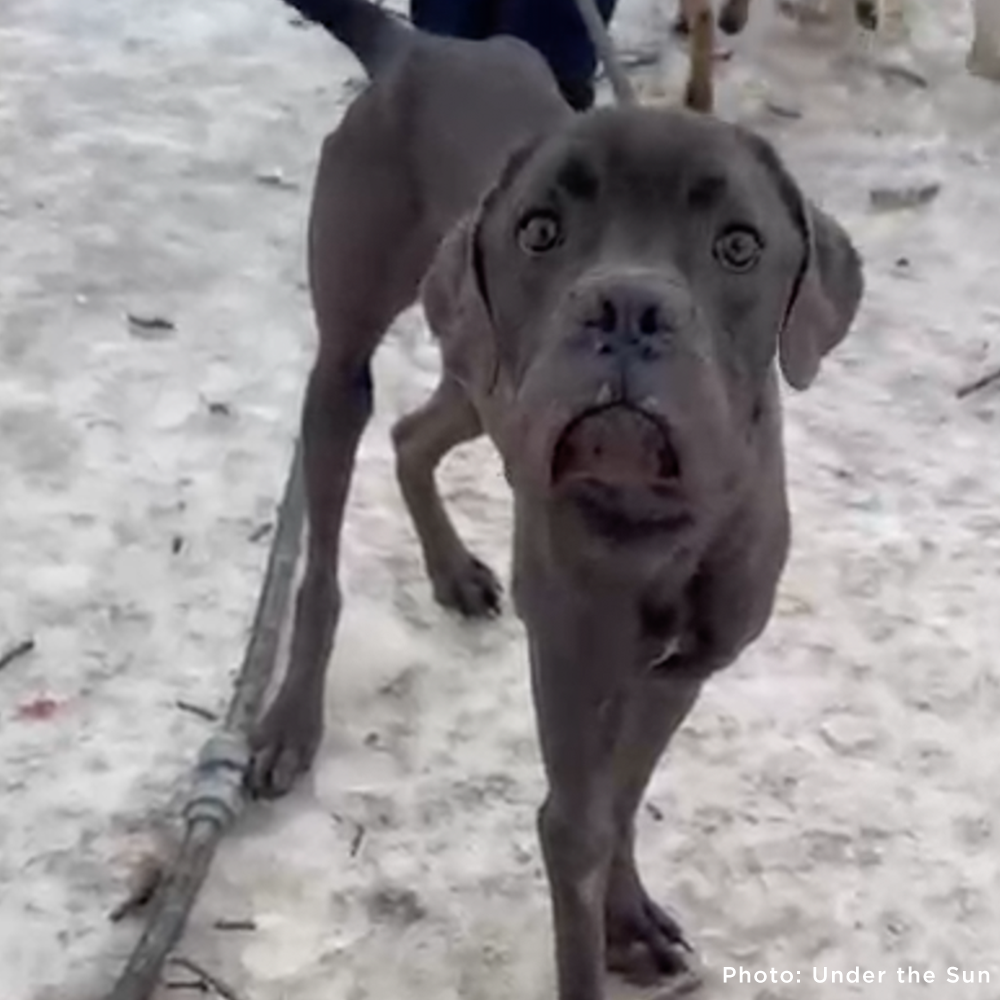 Funded: Emaciated Dogs Rescued from War-Torn Village Need Your Support to Survive