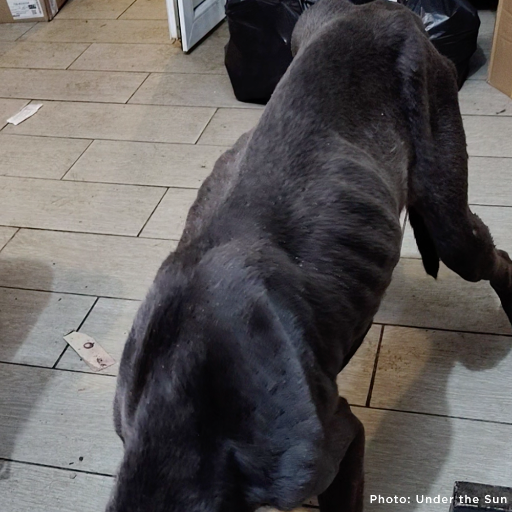 Funded: Emaciated Dogs Rescued from War-Torn Village Need Your Support to Survive