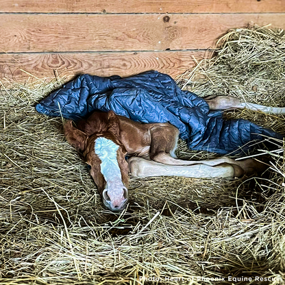 Newborn Horse is Fighting for Her Life- Help Save Saffron