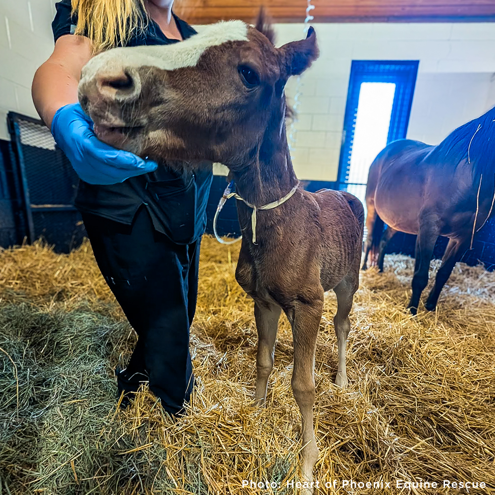 Newborn Horse is Fighting for Her Life- Help Save Saffron