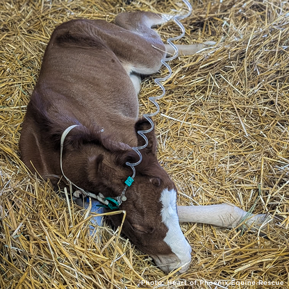 Newborn Horse is Fighting for Her Life- Help Save Saffron