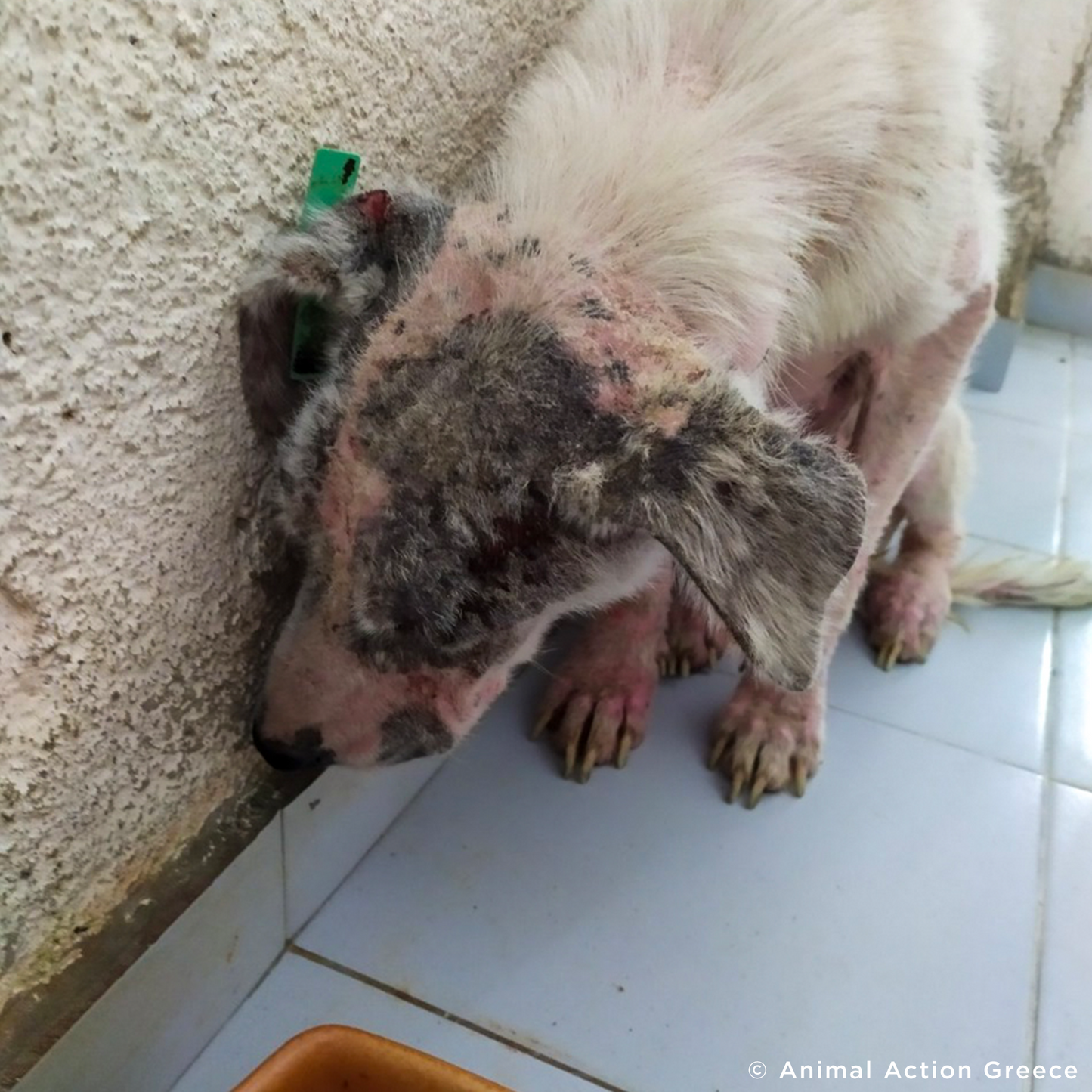Help Ghost Recover From Painful Skin Infection