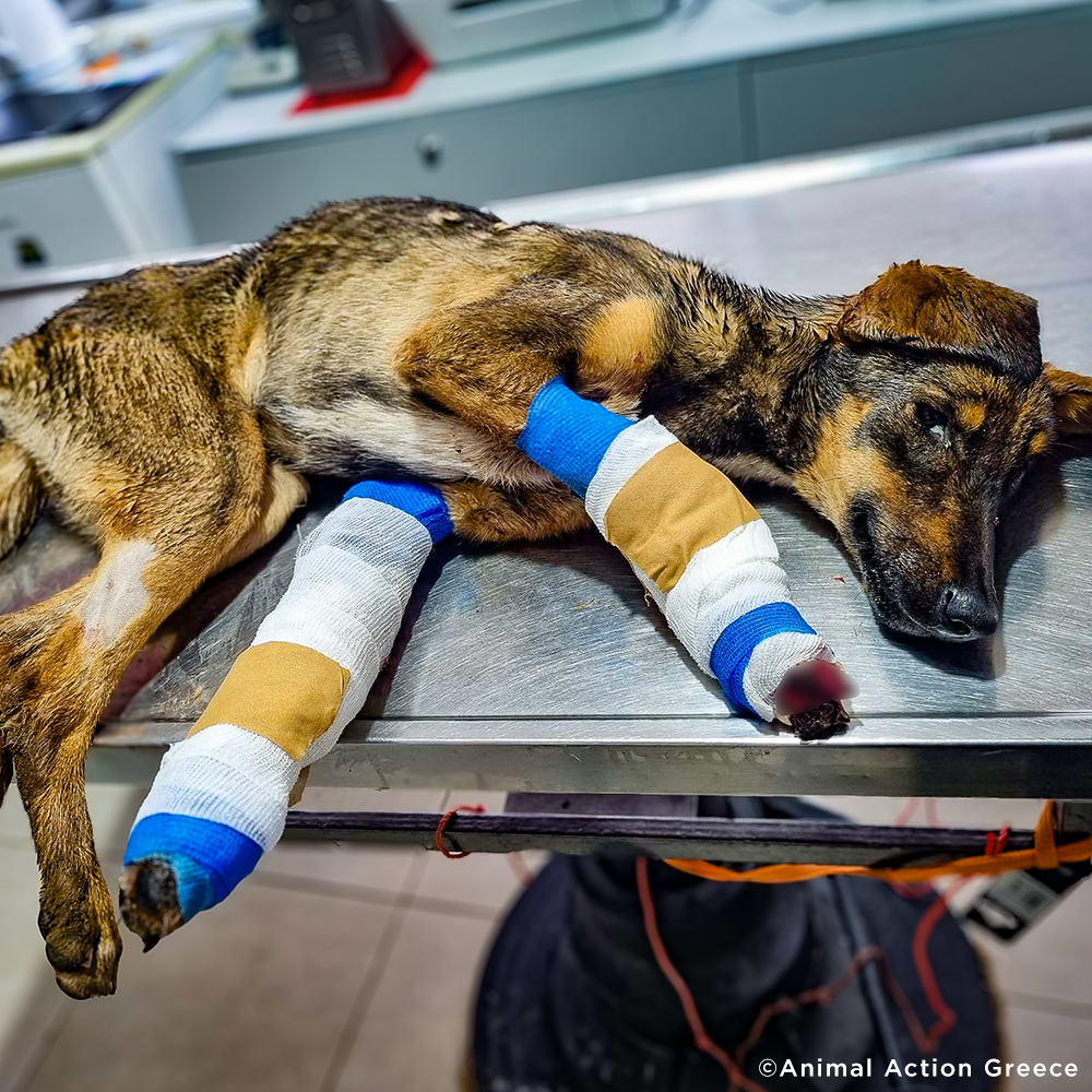 Funded: Help Severely Injured Dog With Rotting Wounds Keep Her Legs