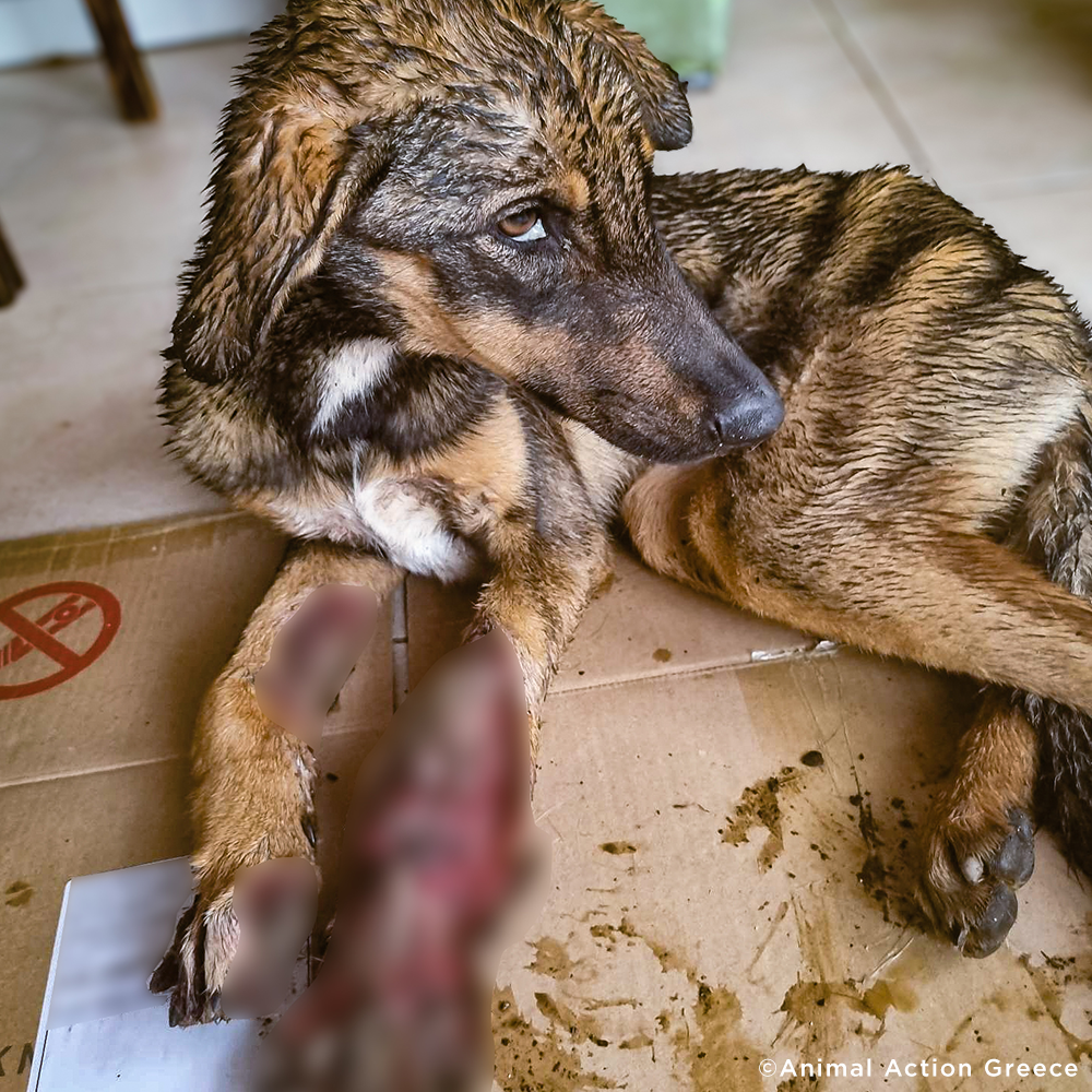 Funded: Help Severely Injured Dog With Rotting Wounds Keep Her Legs