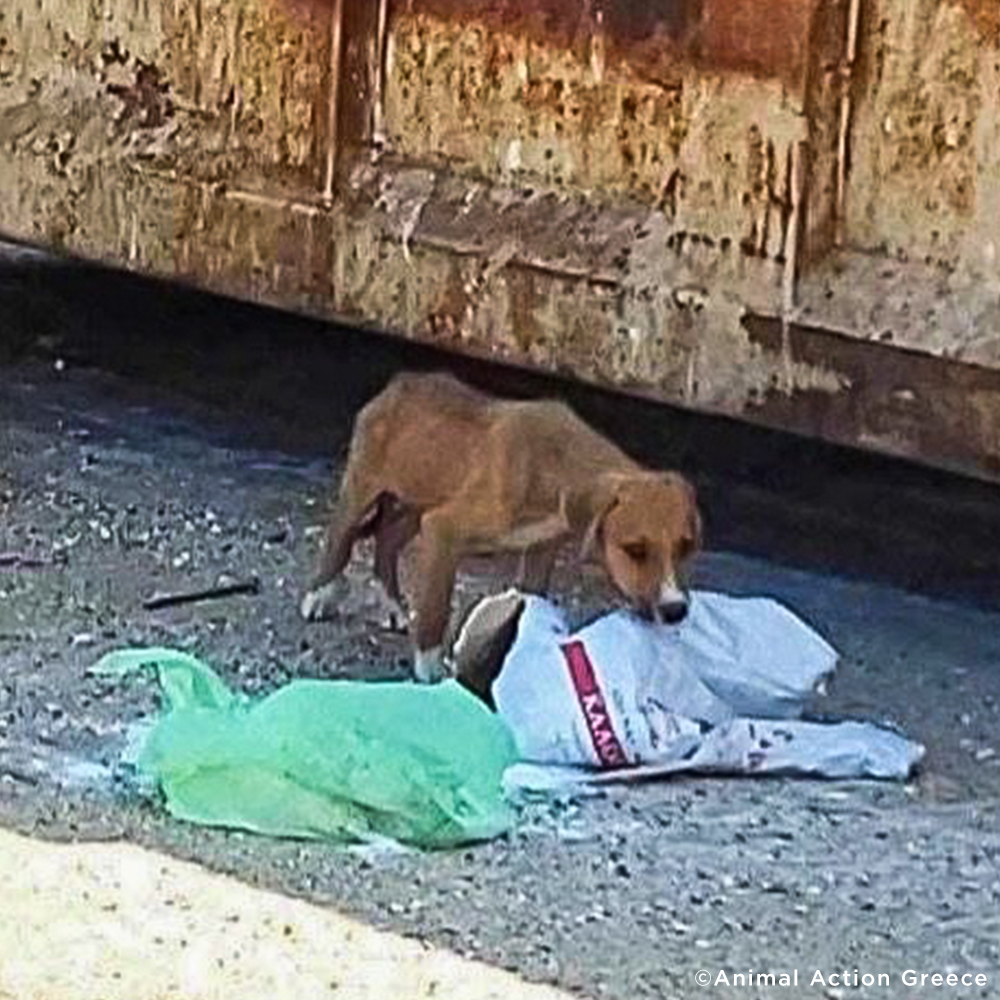 Funded: Help Emaciated Puppy Struggling To Survive At Dump Get Care He Needs