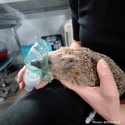 Sick, Vulnerable, and Fighting to Heal - Two Hedgehogs Need a Lifeline