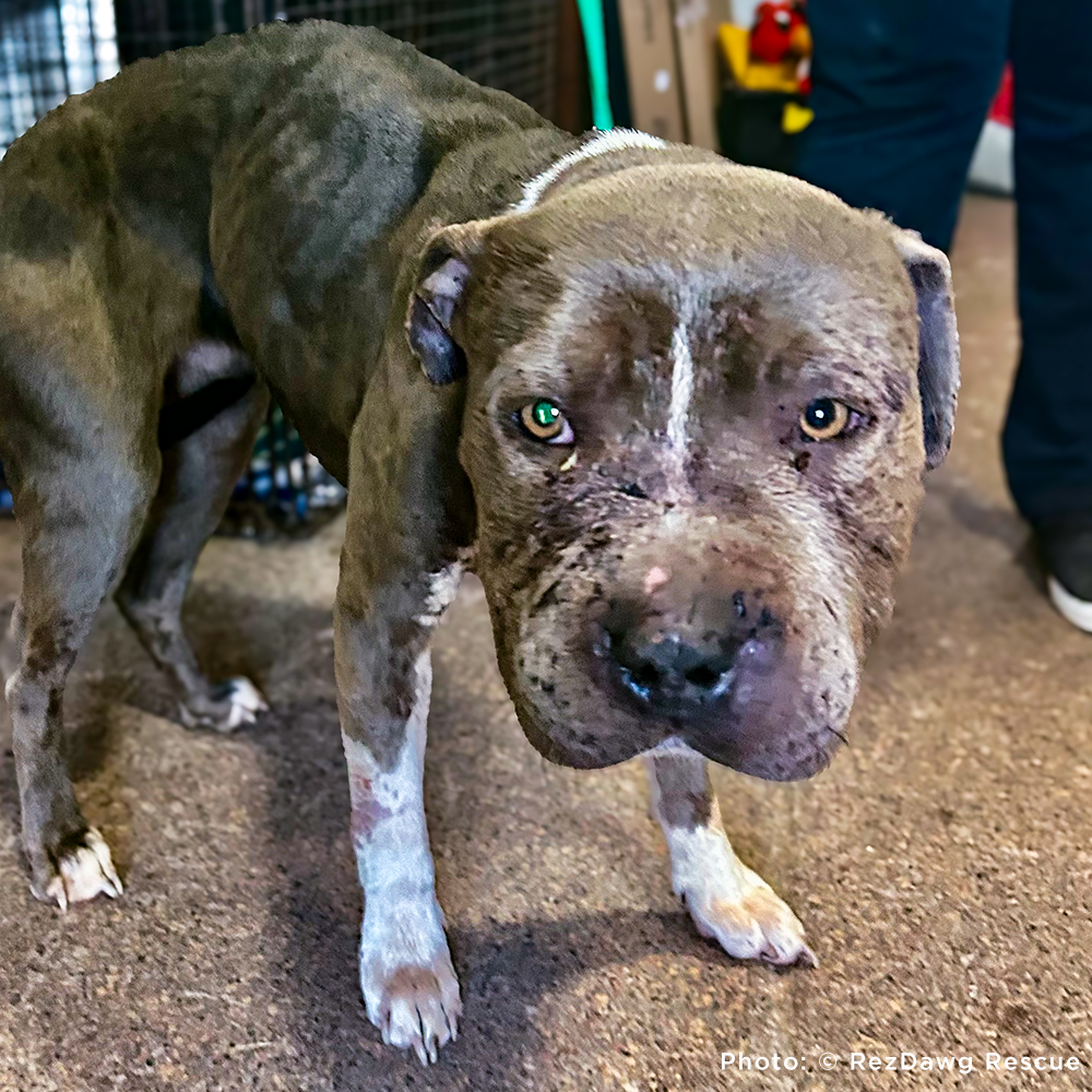 Funded: Help Suspected Bait Dog Covered in Severe Wounds Heal