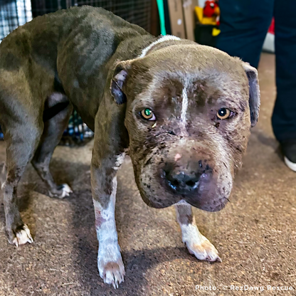 Funded: Help Suspected Bait Dog Covered in Severe Wounds Heal