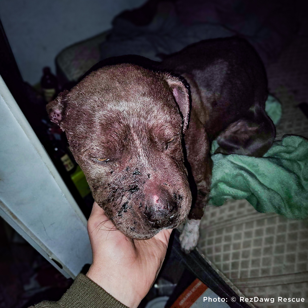 Funded: Help Suspected Bait Dog Covered in Severe Wounds Heal