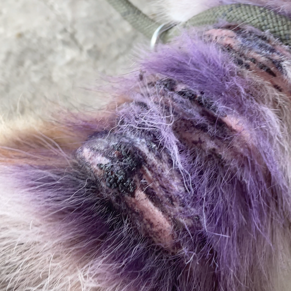 Funded: Emaciated Dog Found on War-Torn Streets Barely Able to Stand Needs Your Help