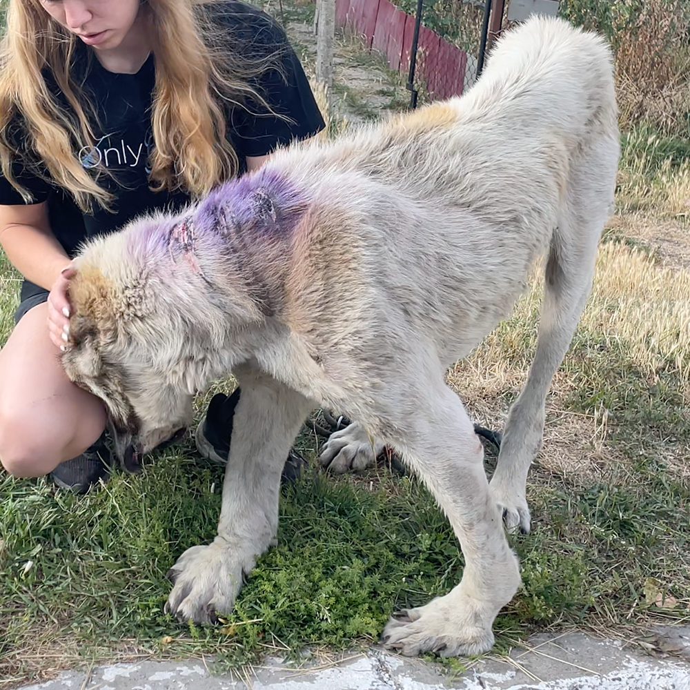 Funded: Emaciated Dog Found on War-Torn Streets Barely Able to Stand Needs Your Help