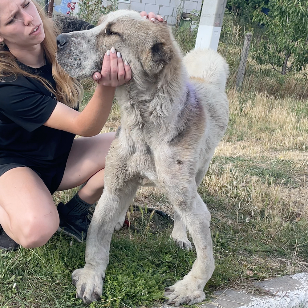 Protect Hundreds of Dogs from the Horrors of War